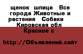 щенок  шпица - Все города Животные и растения » Собаки   . Кировская обл.,Красное с.